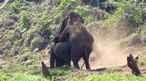 Animal Porn New Videos .
